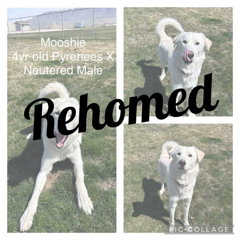 Adopted dog named Mooshie.